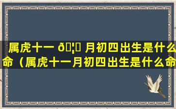 属虎十一 🦋 月初四出生是什么命（属虎十一月初四出生是什么命格）